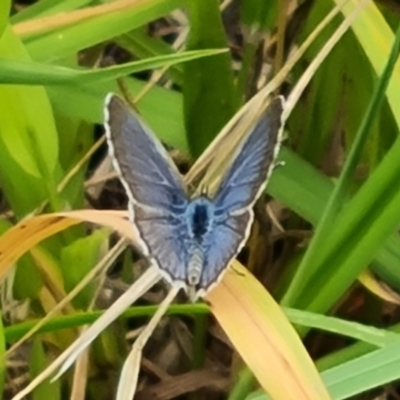 Zizina otis (Common Grass-Blue) at Isaacs, ACT - 28 Dec 2023 by Mike