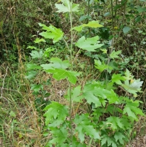 Populus alba at Isaacs, ACT - 28 Dec 2023 12:26 PM