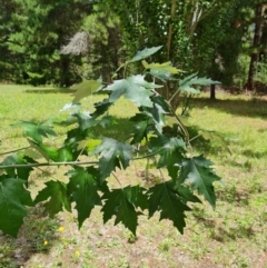 Populus alba at Isaacs, ACT - 28 Dec 2023 12:26 PM