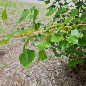 Populus alba at Isaacs, ACT - 28 Dec 2023