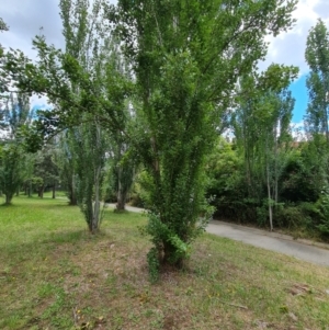 Populus alba at Isaacs, ACT - 28 Dec 2023 12:23 PM