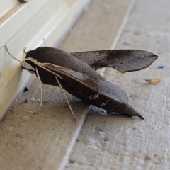 Hippotion scrofa at Holt, ACT - 28 Dec 2023