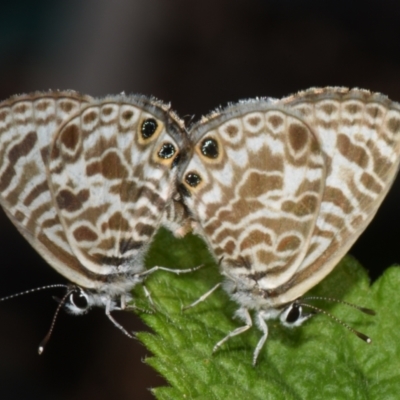 Leptotes plinius (Plumbago Blue) at Sheldon, QLD - 27 Dec 2023 by PJH123