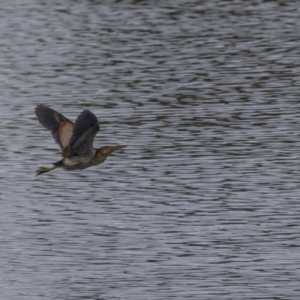 Ixobrychus dubius at Jerrabomberra Wetlands - 28 Dec 2023