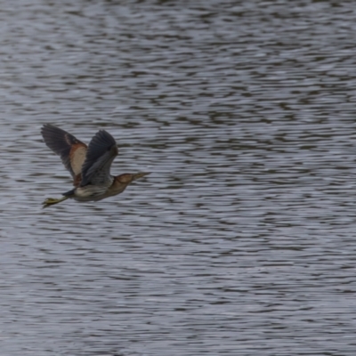 Ixobrychus dubius (Australian Little Bittern) at Jerrabomberra Wetlands - 28 Dec 2023 by rawshorty