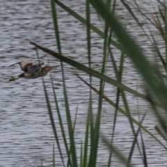 Ixobrychus dubius at Jerrabomberra Wetlands - 28 Dec 2023 11:21 AM