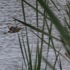 Ixobrychus dubius at Jerrabomberra Wetlands - 28 Dec 2023