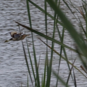 Ixobrychus dubius at Jerrabomberra Wetlands - 28 Dec 2023