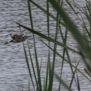 Ixobrychus dubius at Jerrabomberra Wetlands - 28 Dec 2023 11:21 AM