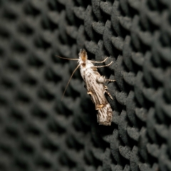 Leptogeneia bicristata at Harrison, ACT - 27 Dec 2023