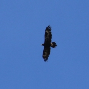 Aquila audax at Symonston, ACT - 27 Dec 2023