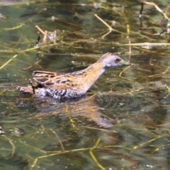 Zapornia pusilla (Baillon's Crake) at Fyshwick, ACT - 27 Dec 2023 by RodDeb