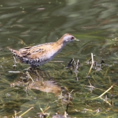 Zapornia pusilla at Jerrabomberra Wetlands - 27 Dec 2023