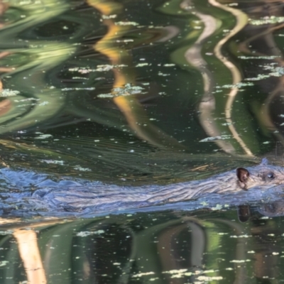 Hydromys chrysogaster (Rakali or Water Rat) at Fyshwick, ACT - 27 Dec 2023 by rawshorty