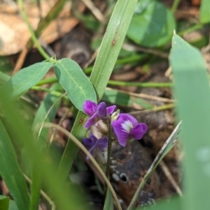 Glycine tabacina at Koorawatha, NSW - 27 Dec 2023