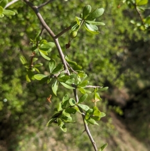 Lycium ferocissimum at Koorawatha, NSW - 27 Dec 2023