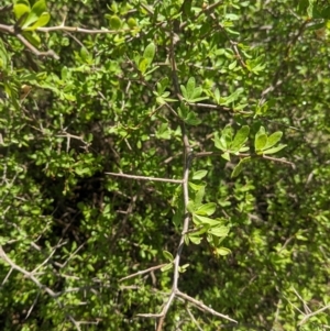 Lycium ferocissimum at Koorawatha, NSW - 27 Dec 2023