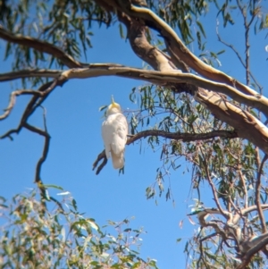 Cacatua galerita at Koorawatha, NSW - 27 Dec 2023