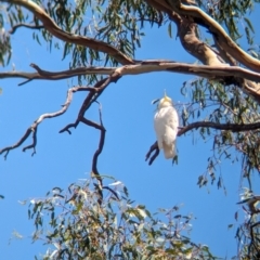 Cacatua galerita at Koorawatha, NSW - 27 Dec 2023