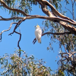 Cacatua galerita at Koorawatha, NSW - 27 Dec 2023