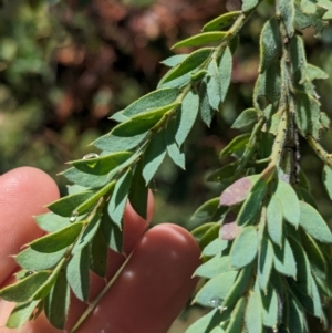 Acacia vestita at Koorawatha, NSW - 27 Dec 2023