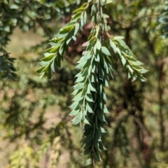 Acacia vestita at Koorawatha, NSW - 27 Dec 2023 02:52 PM