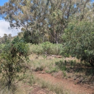 Acacia vestita at Koorawatha, NSW - 27 Dec 2023