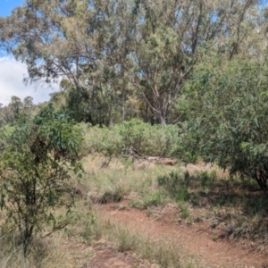 Acacia vestita at Koorawatha, NSW - 27 Dec 2023 02:52 PM