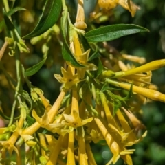 Unidentified Other Shrub at Koorawatha Nature Reserve - 27 Dec 2023 by Darcy