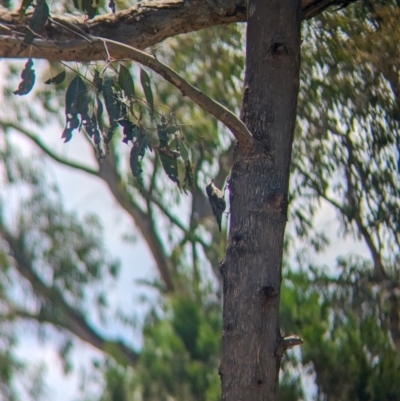 Cormobates leucophaea (White-throated Treecreeper) at Koorawatha, NSW - 27 Dec 2023 by Darcy