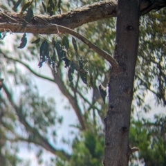 Cormobates leucophaea at Koorawatha Nature Reserve - 27 Dec 2023