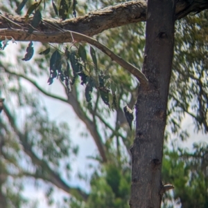 Cormobates leucophaea at Koorawatha Nature Reserve - 27 Dec 2023 03:00 PM