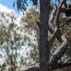 Cormobates leucophaea at Koorawatha Nature Reserve - 27 Dec 2023 03:00 PM