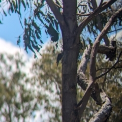 Cormobates leucophaea at Koorawatha Nature Reserve - 27 Dec 2023 03:00 PM