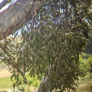 Muellerina eucalyptoides at Koorawatha, NSW - 27 Dec 2023