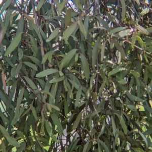 Muellerina eucalyptoides at Koorawatha, NSW - 27 Dec 2023 03:05 PM