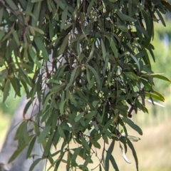 Muellerina eucalyptoides at Koorawatha, NSW - 27 Dec 2023