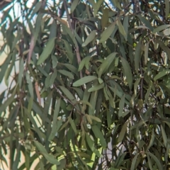 Muellerina eucalyptoides at Koorawatha, NSW - 27 Dec 2023 03:05 PM