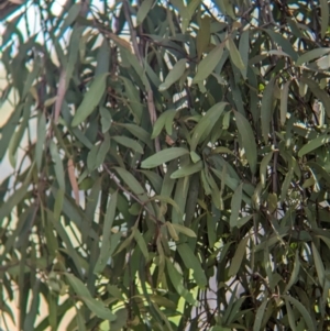 Muellerina eucalyptoides at Koorawatha, NSW - 27 Dec 2023 03:05 PM