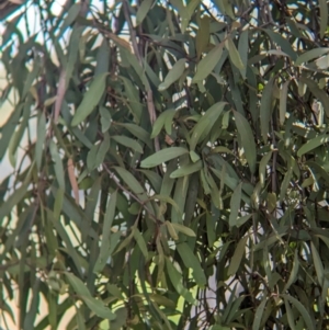 Muellerina eucalyptoides at Koorawatha, NSW - 27 Dec 2023