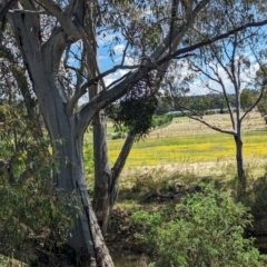 Muellerina eucalyptoides at Koorawatha, NSW - 27 Dec 2023 03:05 PM