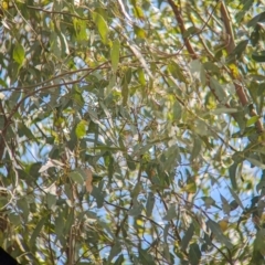 Gerygone olivacea (White-throated Gerygone) at Koorawatha Nature Reserve - 27 Dec 2023 by Darcy