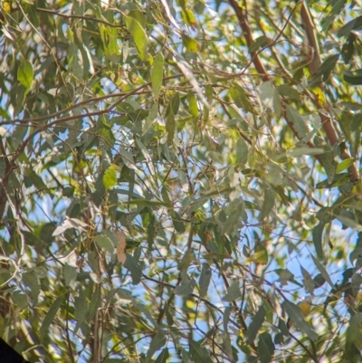 Gerygone olivacea (White-throated Gerygone) at Koorawatha Nature Reserve - 27 Dec 2023 by Darcy