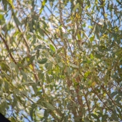 Gerygone olivacea at Koorawatha Nature Reserve - 27 Dec 2023 03:07 PM