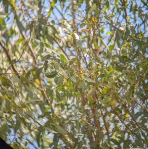 Gerygone olivacea at Koorawatha Nature Reserve - 27 Dec 2023 03:07 PM