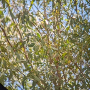 Gerygone olivacea at Koorawatha Nature Reserve - 27 Dec 2023