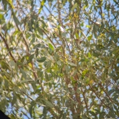 Gerygone olivacea at Koorawatha Nature Reserve - 27 Dec 2023