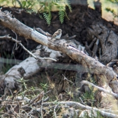 Petroica goodenovii (Red-capped Robin) at Koorawatha, NSW - 27 Dec 2023 by Darcy