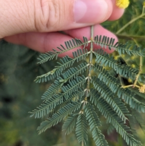 Acacia deanei subsp. paucijuga at Koorawatha, NSW - 27 Dec 2023