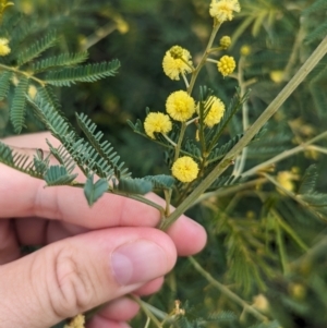 Acacia deanei subsp. paucijuga at Koorawatha, NSW - 27 Dec 2023